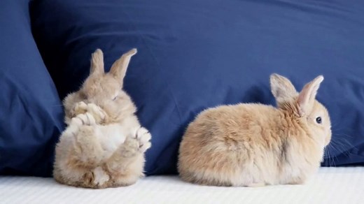 Casper TV Spot, 'Creatures of Comfort'