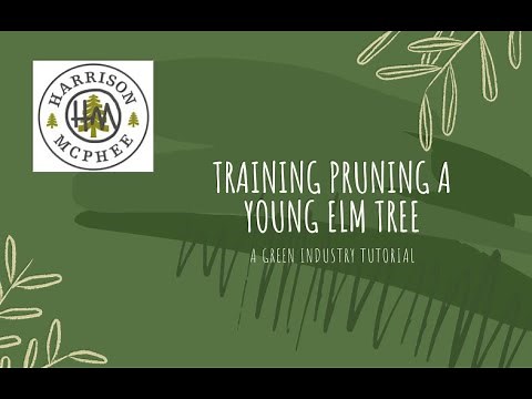 Training Pruning a Young Elm