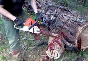 Video: Cutting a Bloodwood Tree Can Be Disturbing | OutdoorHub