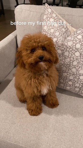 First Grooming Experience for Fluffy Cavapoo Puppy
