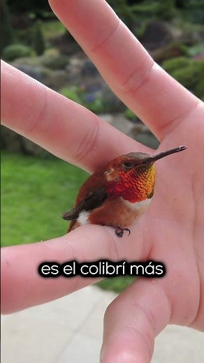 Did you know there is a hummingbird the size of a bee?