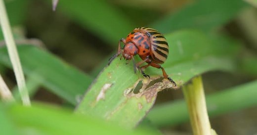Colorado potato beetle (Leptinotarsa decemlineata), also known as the Colorado beetle, the ten-strip