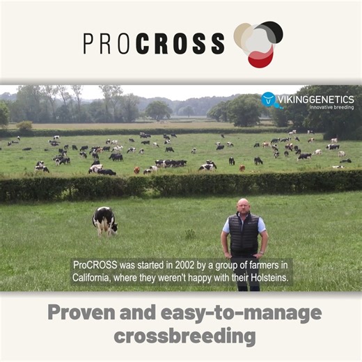Are you struggling with fertility and health issues in your herd? Are your profits not what they used to be? Crossbreeding with ProCROSS can help you with this. Boost your dairy business with the proven crossbreeding program. Learn more about ProCROSS: https://okt.to/3Griop | VikingGenetics