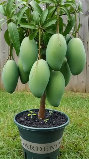 Root & Rise on Instagram: "No need to buy seedlings—can you really grow an entire mango garden? #mangotree #mangogarden #propagation #plantpropagation #gardeningtips #growyourown #homegarden #organicgardening #gardenhacks #fruitgarden #tropicalplants #urbangardening #greenthumb #gardenlife #sustainableliving"