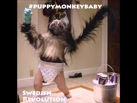 Puppy Monkey Baby SONG (SuperBowl Mountain Dew Kickstart) Swedish Revolution Free Dwlnd @MountainDew