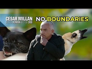 A Rescue Dog in Blind Rage & Malinois Mayhem | Better Human Better Dog