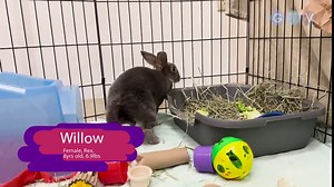 GTV Fur-ever Homes - January 2025