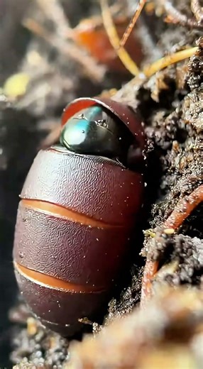 SoldierFlyCam Vlog : Camera on Black Soldier Fly – Compost Larva to Adult Flight