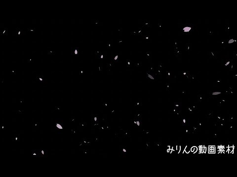 Falling cherry blossom | Sakura [Free Stock Footage / Royalty free ]