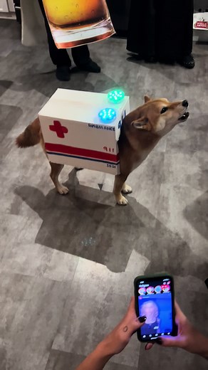 Showing off his costume, ready to save everyone's life! #shiba #shibainu #dogsoftiktok #dogtok #doghowl #ambulance #costume #halloween #halloweencostume #dogcostume