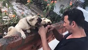 #InTrends: Social media has been abuzz with this video of Akshay Kumar goofing around with his pets, with over a million views! #PuppyDay Credits: Instagram/AkshayKumar | Firstpost