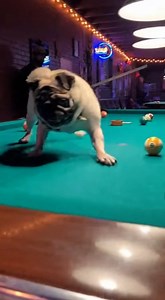 Grace Farm Senior Pug Sanctuary on Reels