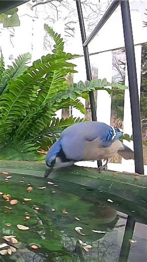 Beautiful Blue Jay enjoying a drink. #shorts #nature #viral