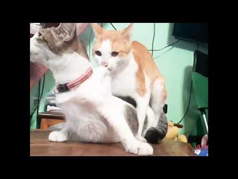 GATO ACASALANDO