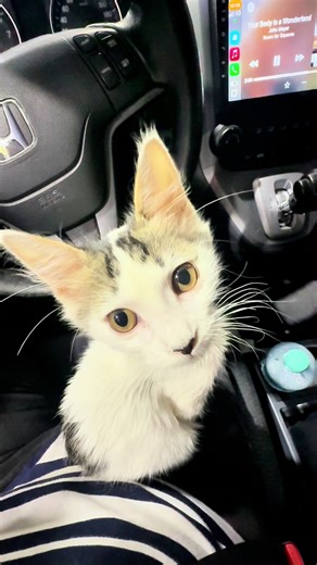 Rescate de un animal abandonado en la calle