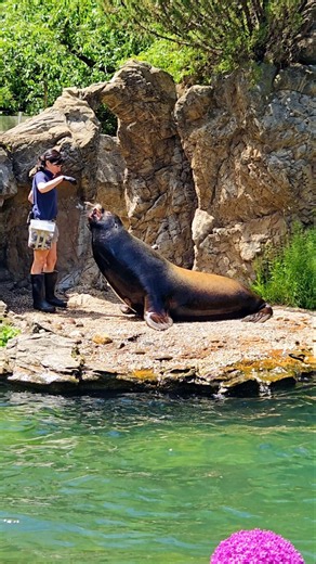 Queens Zoo Sea Lion Puts On A Show! 🦭✨
