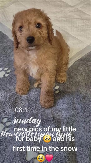 my yogi 🩷🥰 #fyp #puppylove #ilovemypet #puppies #cockerpoo @Christmas Tree 🎄🖤🤍🥰🆕🏰