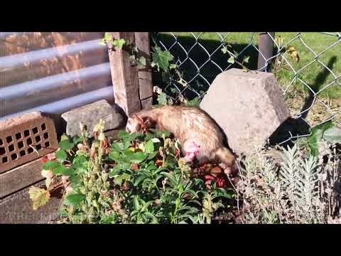 Snoopy Ferret unleashed checking the area