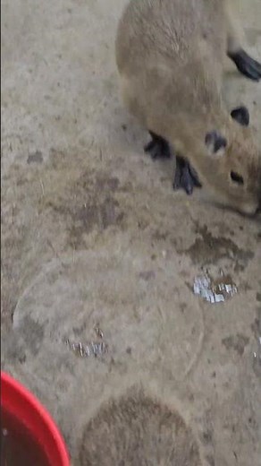 Baby Capybaras at San Diego Zoo