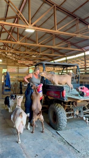 Animal crackers for the win 🙌🏻🤣❤️ #goat #cowboys #barnlife