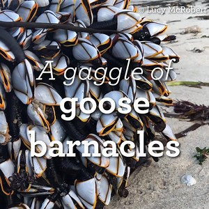 137K views · 1.7K reactions | These fascinating crustaceans are goose barnacles. They live in unmistakably dense colonies, often attaching themselves to marine objects. They occasionally get washed up around our shores. 懶 Have you ever seen a goose barnacle?  Lucy McRobert #Winterwatch ❄️ | BBC Springwatch | Facebook