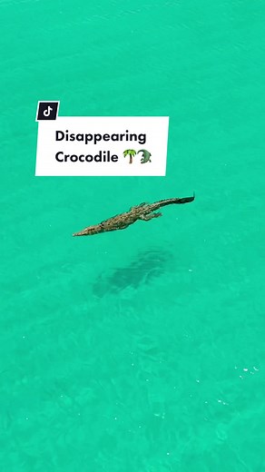 This saltwater croc is just living its best island life up in FNQ. 🐊🌴 #greatbarrierreef #northernqueensland #crocodile #straya #islandlife