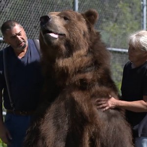 137K views · 1.3K reactions | Forget a pet dog or cat. This couple lives with 11 bears: | Opposing Views | Facebook