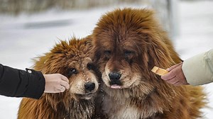 10 rase de câini pe cale de dispariție