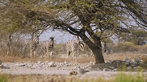 平原斑马-美洲斑马原名Equus burchellii，也是常见的斑马，最常见和最广泛的斑马种，草原中的黑白条纹，旱季在干草原的群落。 库存影片视频（100% 免版税）3940572757 | Shutterstock