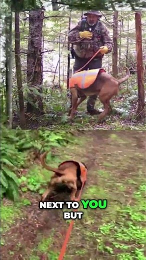 Forest Trail Adventures: Discovering Ferns and Tiny Wrens! #shorts