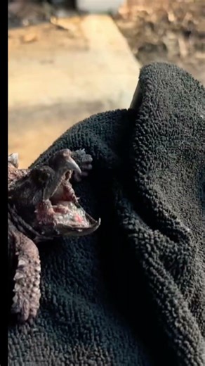 Alligator Snapping turtle is a big mad!
