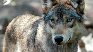 State to kill more wolves that attack livestock