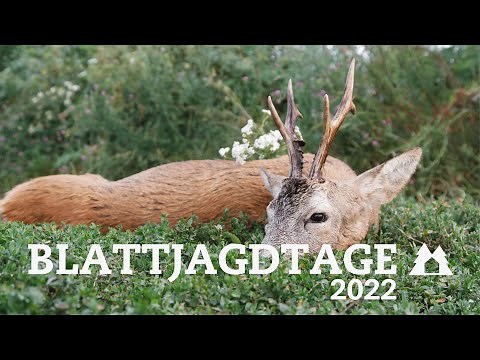 Blattjagdtage 2022 | Blattjagd mit Jungjägern auf den Rehbock | Bockjagd zur Blattzeit