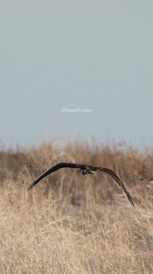 Osprey flying down dragging its talons #nature #osprey #nature #bird #wildlife #fly #talon HA31627 | HAWI Studios