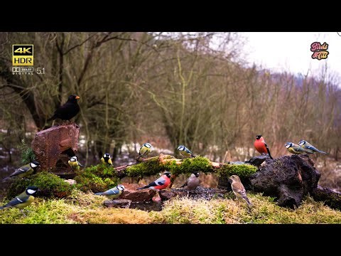 Birds for Cats to Watch: Watch Bullfinches Feed Up Close - Perfect Cat TV