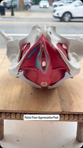 🌸 Pelvic Floor Appreciation Post 🌸 Let’s talk about the powerhouse that rarely gets the spotlight: your pelvic floor. ⁠ These deep muscles support your bladder, bowel, and reproductive organs. They help you pee, poop, have sex, give birth, and even stabilize your core. They’re working all day long, and yet… we barely talk about them. ⁠ ⁠ It’s time to de-stigmatize pelvic health. Because leaking when you laugh, painful sex, constipation, or pressure “down there” aren’t just “normal” things to l