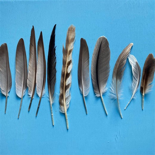 Shore Bird Feather Collection Coastal Decor DIY Home Beach Art Decor - Etsy