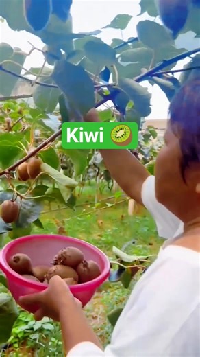 kiwi fruit harvesting #foryou #youtubeshorts