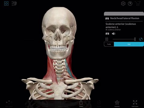 Learn Muscle Anatomy: Scalene Muscles and Other Neck Anatomy