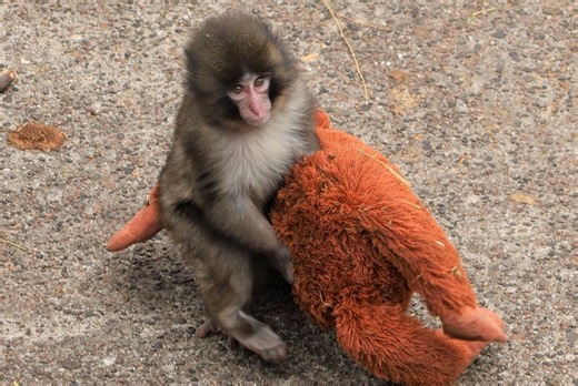 Is Punch The Monkey Dead? Heartbreaking Video Shows Viral Primate 'Not Moving' Amidst Continued Bullying From Olders