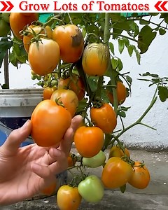83K views · 938 reactions | Grow lots of tomatoes in small spaces at home. So let's watch the full video. | Small Vegetable Garden | Facebook