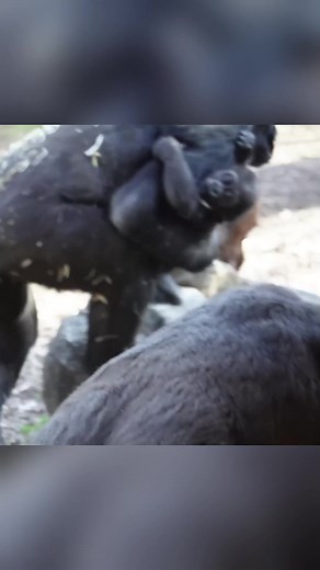 2.8K views · 97 reactions | Cool & sweet gorilla mom huge her baby #gorillareels #monkeyreels #gorillasreels #wildlifereels #animalsreels #naturereels #gorillazreels #photographyreels #monkeysreels #chimpanzeereels #primatereels #silerbackreels #kingkongreels | Family gorilla photos | Facebook