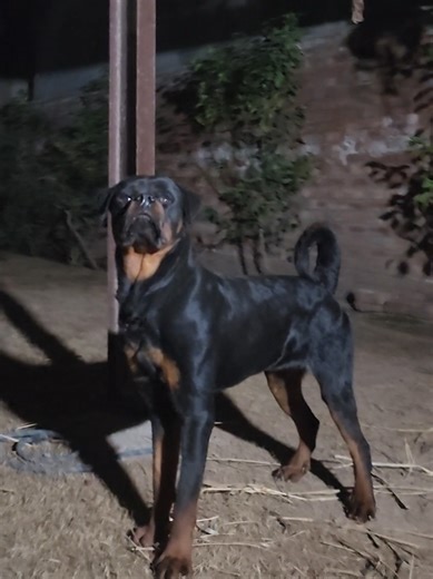 very big size Rottweiler male