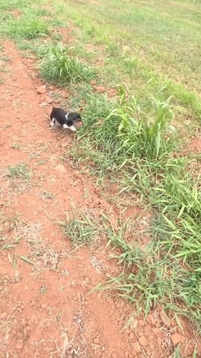 Rabbit Dog Hunting Videos