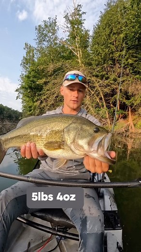 This is a special tree…I have caught multiple 5lb bass out of this exact spot over the years. During the hot summer months when the water is warm I always seem to catch the biggest fish of the day out of a thick tree no matter the body of water. Fallen trees provide outstanding protection and feeding opportunities for big fish. Many smaller fish, crayfish, frogs, small birds and other prey also seek refuge in the tree only to be ambushed by the hiding giants lurking amongst the many branches. Th