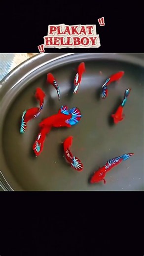 Hellboy Plakat Betta Fish The Fieriest Red Warrior in the Aquarium! #Shorts #BettaFish #HellboyBetta