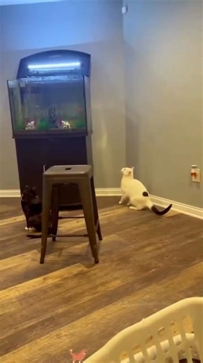 Cats vs Water 😂🐱 10 Hilarious Moments They Fell In!
