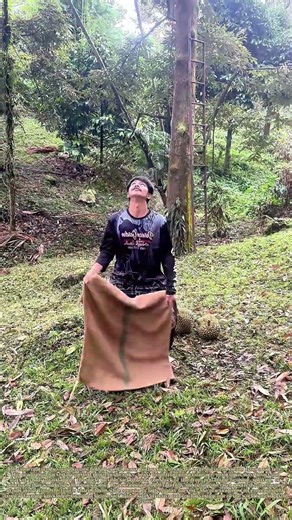 Catching a Falling Durian: How a Sack Safely Harvests the King of Fruits