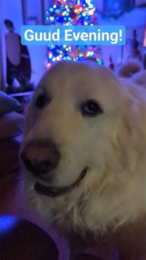 Evening Friskies and Greetings! #dog #pets #greatpyrenees #fun #cute #shorts#happy #dogdance