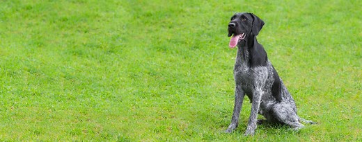 Deutsch Drahthaar | Dog Breed Facts and Information - Wag! Dog Walking